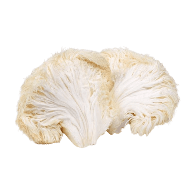 Lions Mane