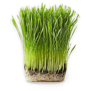 Organic Wheat Grass